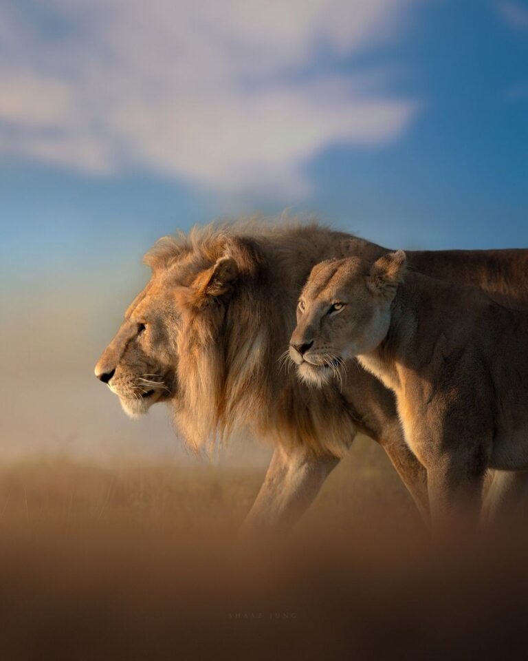 Lion and Lioness walking together in strength and beauty.